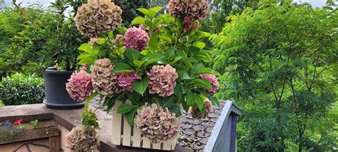 Hortensie zurückschneiden Hausgarten net