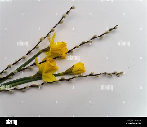 Signs Of Early Spring Bright Yellow Daffodils And Pussy Willow Branches With Their Furry
