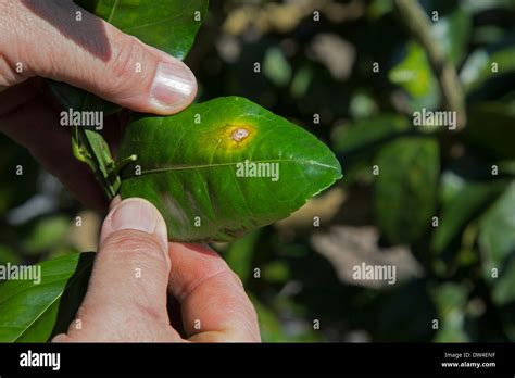 Grapefruit tree infected citrus canker hi-res stock photography and ...