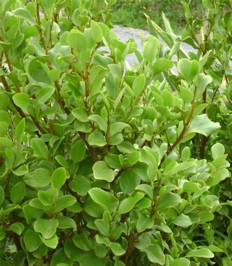 Griselinia Littoralis ‘alpine Pioneer Nursery