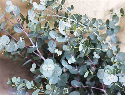 Eucalyptus Gunnii Guide How To Grow Care For Eucalyptus Silver Drop