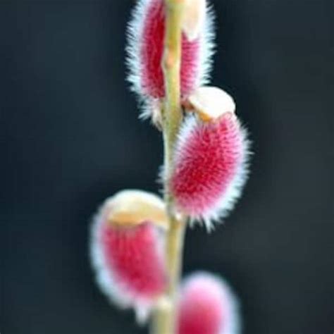 Pussy Willow Etsy