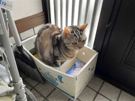 猫、出るべき物がやっと出る 猫のくるみ お世話日記