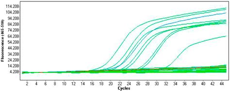 Pathogens Free Full Text An Application Of Real Time Pcr And Cdc