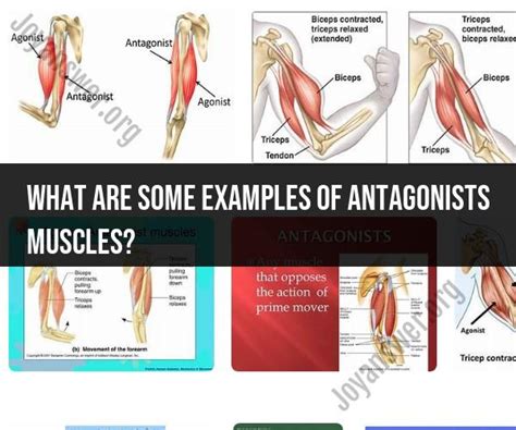 Examples of Antagonist Muscles in the Human Body - JoyAnswer.org