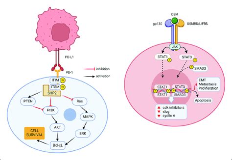 PD 1 And Oncostatin M OSM Signaling Pathway Left Section Binding Of