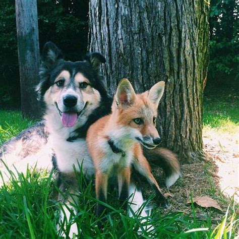 A Pet Fox And A Dog Have Formed A Wonderful Friendship - Barnorama