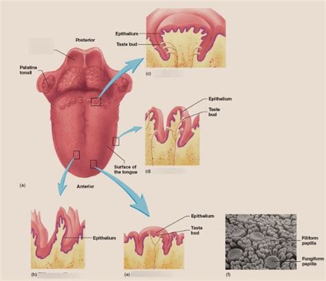 Tongue Papillae Diagram | Quizlet