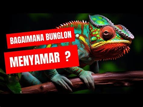 BEBERAPA FAKTA MENARIK TENTANG BUNGLON YouTube