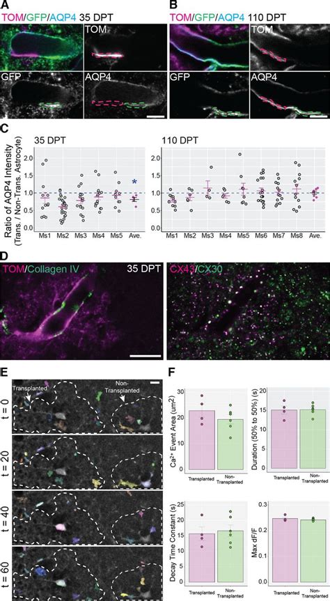 Astrocytes Transplanted During Early Postnatal Development Integrate Mature And Survive Long