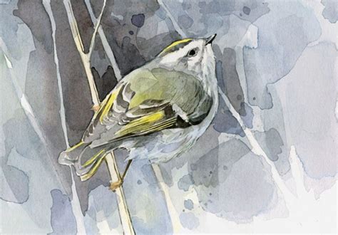 Golden Crowned Kinglet Bird Watercolor Print Bird Watercolor