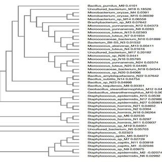 Phylogenetic Tree Based On S Rdna Sequences Of The Bacterial Isolates