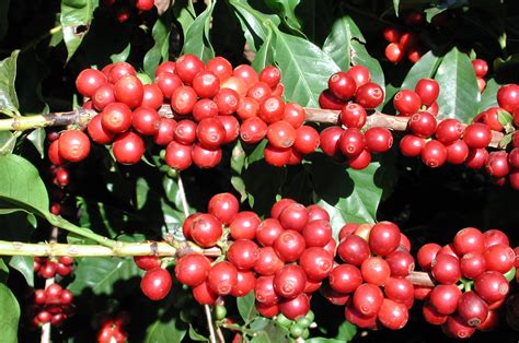 Coffee Production In Tanzania Coffee Streets