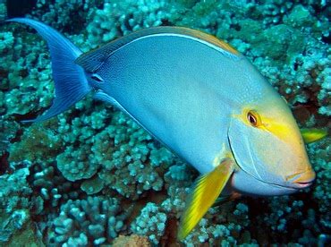 Yellowfin Surgeonfish - Acanthurus xanthopterus - Surgeonfishes ...