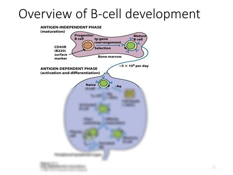 Solution B Cell Activation Differentiation And Humoral Response