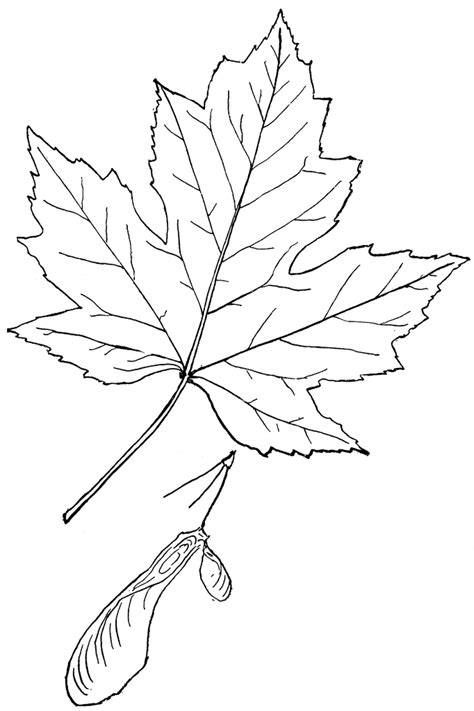 Free Maple Leaf Outline, Download Free Maple Leaf Outline png images ...