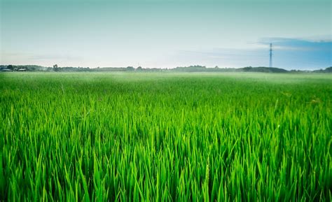 Field Paddy Rice - Free photo on Pixabay