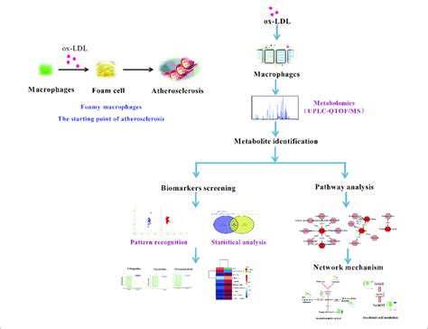 Scheme Of The Cell Metabolomics Strategy Download Scientific Diagram