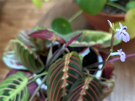 What Light Is Best For Prayer Plants The Complete Guide To Lighting