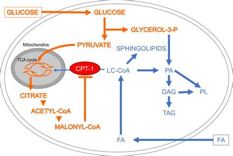 Effects Of Glucose On Intracellular Lipid Metabolism In The B Cell In Download Scientific