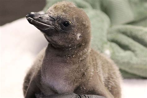 New York Zoo Welcomes First Penguin Chick Hatched By Same Sex Couple