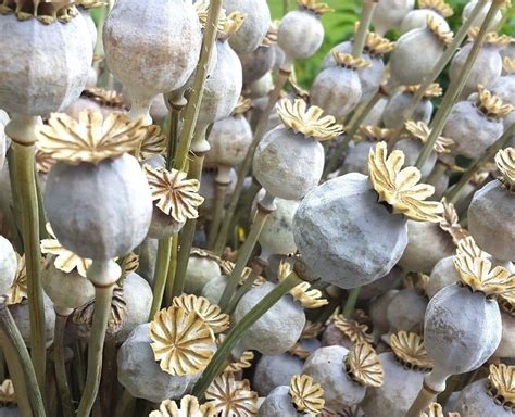 Large Dried Flower Poppy Seed Heads Pods With Stems Wedding Craft Floral Dried Flowers