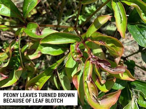 6 Reasons Why Peony Leaves Turn Brown And How To Fix It World Of