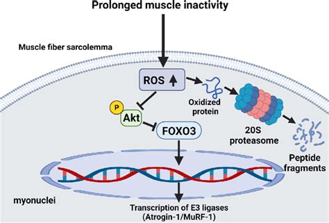 Illustration Of The Influence Of Ros On The Ubiquitin Proteasome System