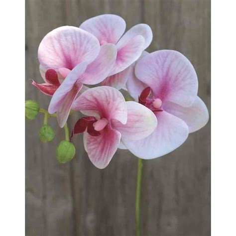 Artplants De Tige D Orchid E Phalaenopsis Artificielle Ophelia Rose