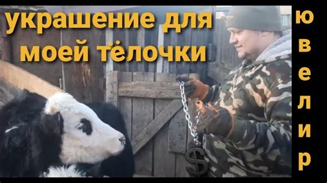 Содержание коров. Привязь. - YouTube
