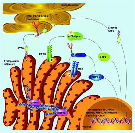 Overview Of The Unfolded Protein Response Download Scientific Diagram