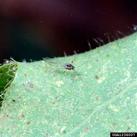 Pomegranate Diseases And Pests Description Uses Propagation