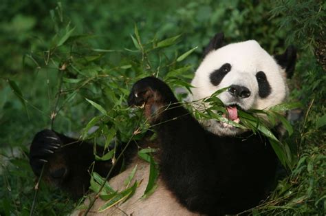 Chinese Panda Sanctuary in Search for 'Panda Caretaker'