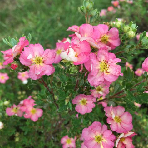 Potentilla | Happy Face Hearts® | Proven Winners® Shrubs – Proven