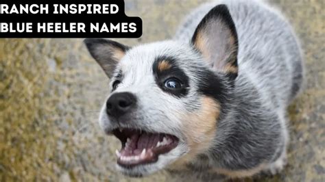 150+ Blue Heeler Names from the Land Down Under!