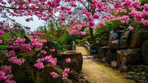 Пейзаж Сакура (60 фото) | Japan garden, Beautiful gardens, Japanese garden