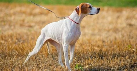 types  pointer dog breeds newsbreak