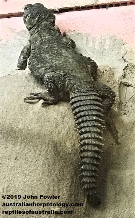 SAHARAN SPINY TAILED LIZARD Uromastyx Geyri