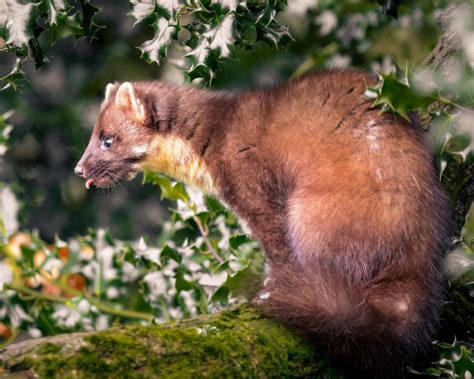 Pine marten - beautiful and elusive animal! : r/wildlifephotography