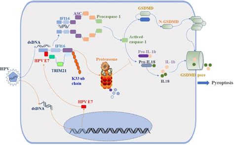 Schematic Diagram Showing That Hpv E Interacted With Ifi And