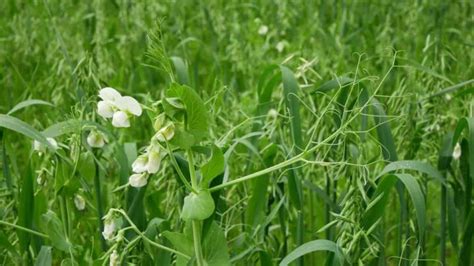 The Benefits of Using a Silage Tarp - Minneopa Orchards