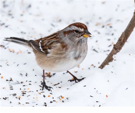 Winter Birds of Michigan: A Guide for Bird Lovers