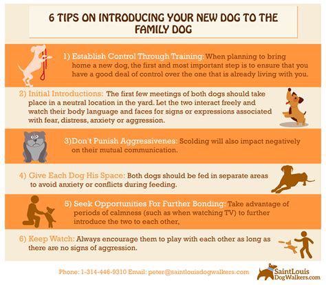 introducing new dog to dog | How to introduce dogs, Family dogs, How to