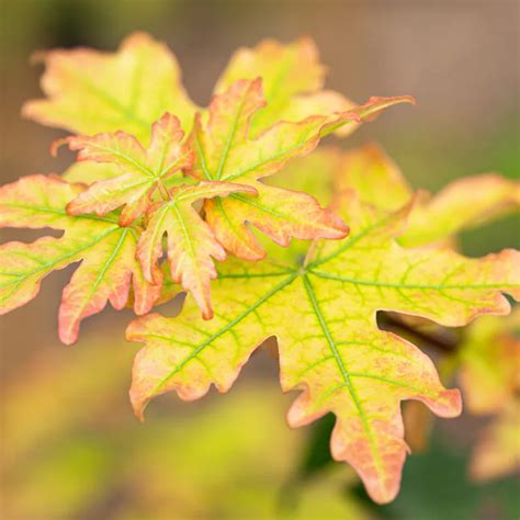 Acer Campestre Elsrijk Elsrijk Field Maple Bare Root