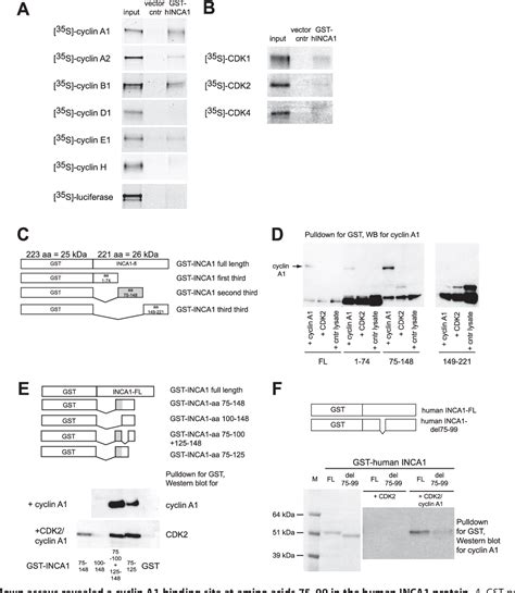 Figure From Inhibitor Of Cyclin Dependent Kinase Cdk Interacting