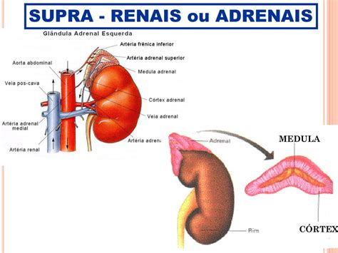 Fun O Das Supra Renais