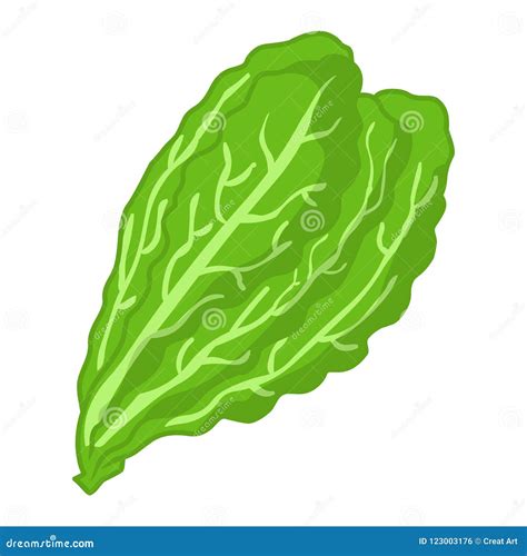 Lettuce Vector Lettuce Illustration Stock Vector Illustration Of