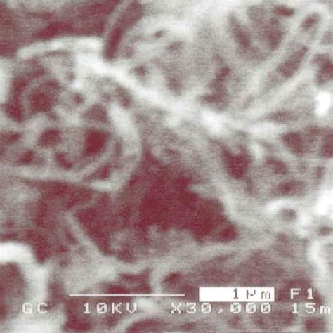 Fe Sem Images Of The Vertically Aligned Cnts Using Different Fe