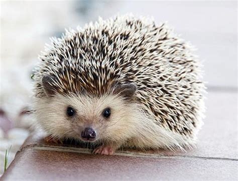 The Hedgehog |ForumIAS