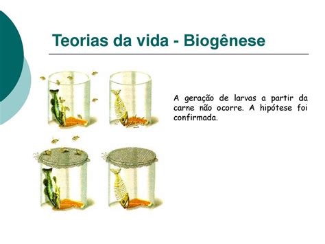 O Que É A Teoria Da Biogenese - O Que é A Teoria Da Biogenese - GITEDU